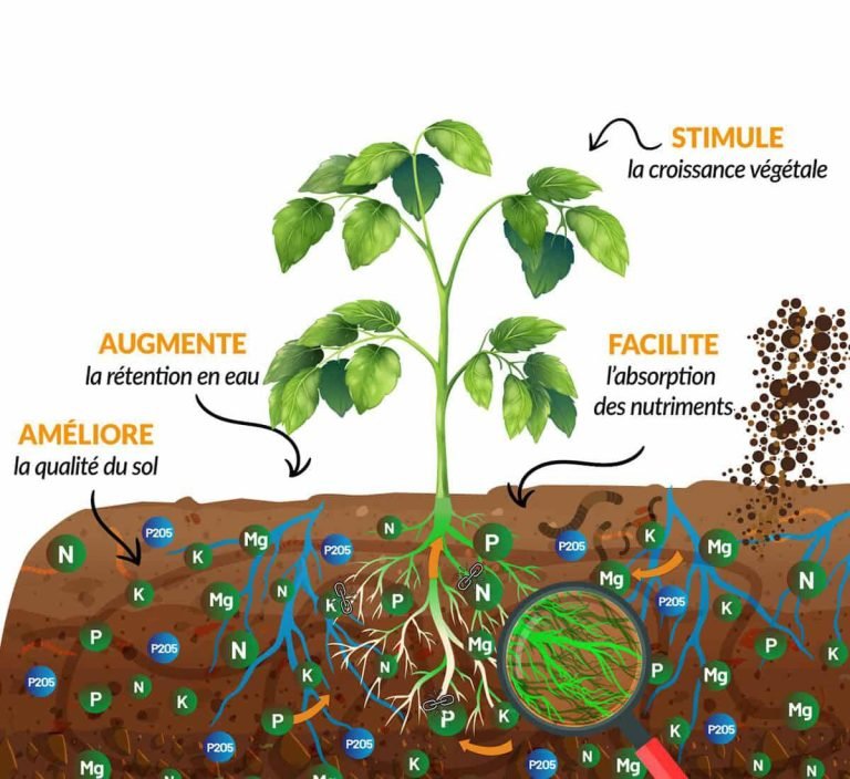 ACTION DIRECTE DES ELEMENTS NUTRITIONNEL SUR LA PLANTE