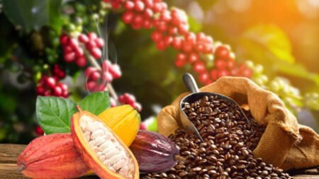 Telcar Cocoa LTD, exportateur du cacao camerounais