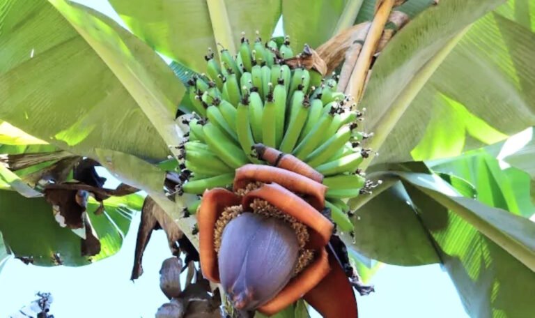 Une bananeraie au Cameroun