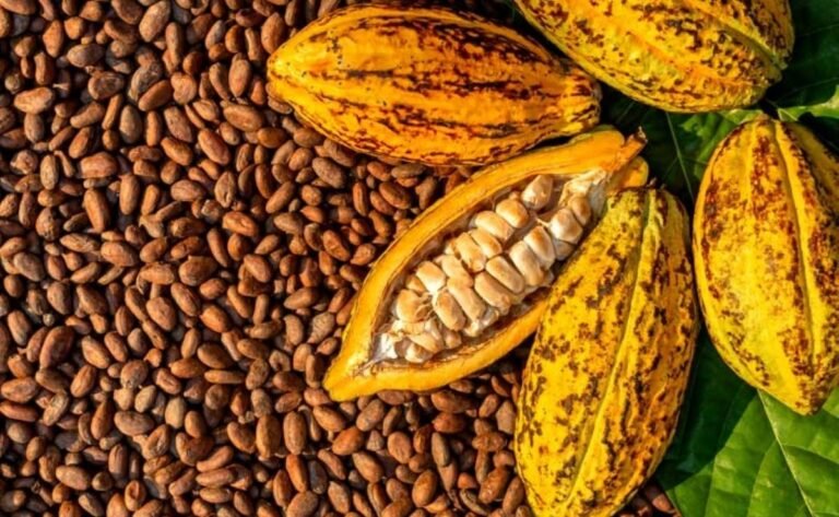 CACAO